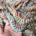 Frozen Chinese Shrimp Penaeus Japonicus